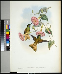 Buffelstaart Sabelvleugel (helianthea osculans) door John (after) Gould