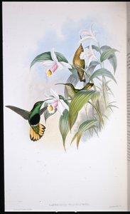 Gele Pluimstaart (Lafresnaya Flavicaudata) door John (after) Gould