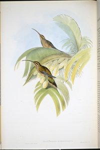 Cayenne kluizenaar (Phaethornis Superciliosus) door John (after) Gould