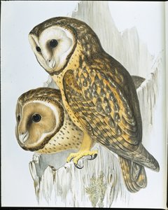 Kastanjebruine uil door John (after) Gould