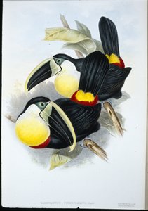 Citroenborsttoekan door John (after) Gould