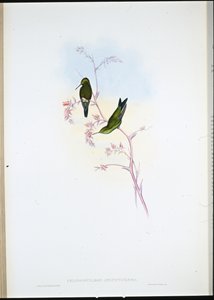 Colombiaanse Smaragd (Chlorostilbon Angustipennis) door John (after) Gould