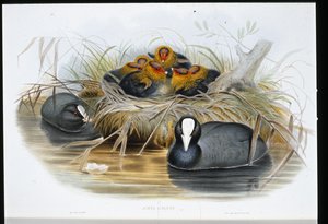 Meerkoet (Fulica Atra)