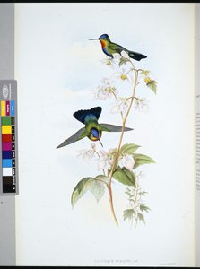 Costa Ricaanse Kolibrie (Panterpeinsignis)