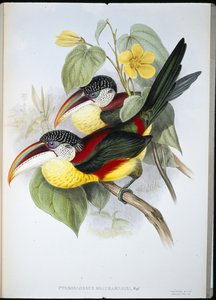 Krulkuif Aracari