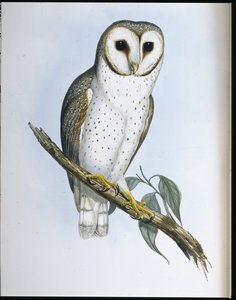 Delicate uil (Strix Delicatulis)
