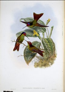Ecuadoraanse regenboog door John (after) Gould