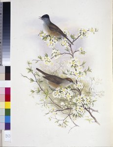 Zwartkop (Sylvia atricapilla)