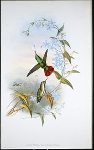 Vuurstaartkluut door John (after) Gould