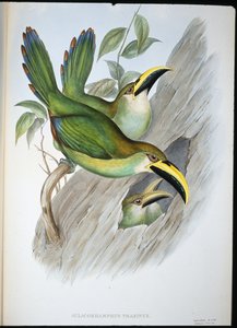 Goudgroene Groefsnavel Toekan door John (after) Gould