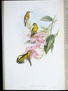 Goudkeel Kolibrie (Chrysobronchus Viriscens) door John (after) Gould