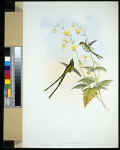 Gracieus Trein-drager (lesbia gracilis) door John (after) Gould