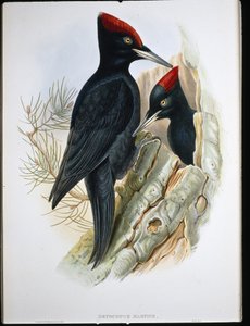 Zwarte specht (Dryocopus Martius)