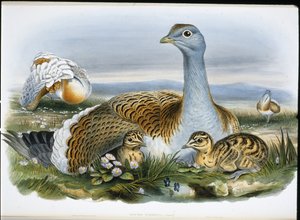 Grote trap door John (after) Gould