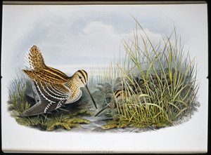 Grote snip door John (after) Gould