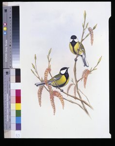 Koolmees (Parus Major)