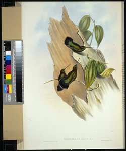Groenfrontlansbek (dorifera ludoviciae)