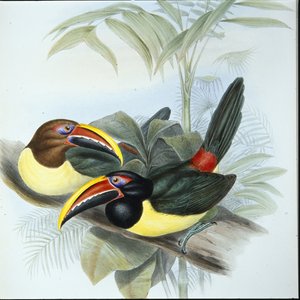 Groene Aracari (Pteroglossus Viridis)