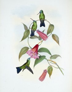 Groene & Blauwe Saffier door John (after) Gould