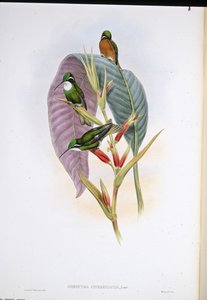 Grijsstaartkolibrie (Oreopyra Cinereicauda)