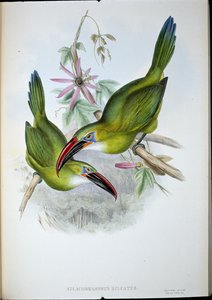 Groefbektoekan door John (after) Gould
