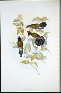 Herrans doornbek (Ramphomicron Herrani)