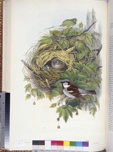 Huismus (Passer domesticus) door John (after) Gould