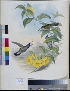 Kolibries (Delattria Clemenciae) door John (after) Gould