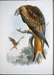Rode wouw (Milvus Regalis)