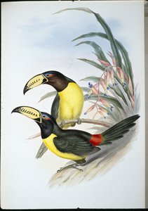 Letter Aracari