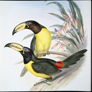 Letteraracari toekan