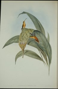 Kleine kluizenaar (Phaethornis eremita) door John (after) Gould