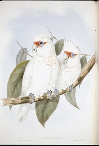 Langsnavelkaketoe door John (after) Gould