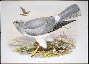 Bruine kiekendief (Circus Aeruginosus)