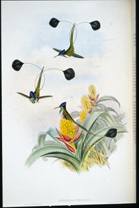 Wonderbaarlijke Kolibrie (Loddigesia Mirabilis)