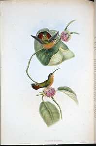 Mazeppa kluizenaar (Glaucis Mazeppa) door John (after) Gould