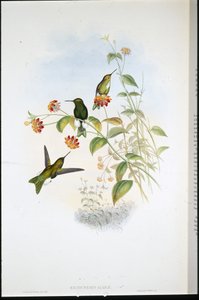 Metalen pluispoot (Eriocnemis Alinae) door John (after) Gould