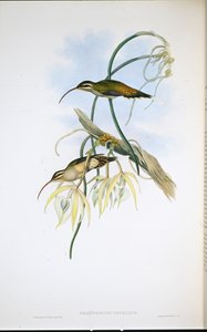 Mexicaanse kluizenaar (Phaethornis Cephalus)