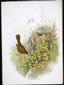 Nachtegaal