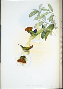 Oenone Kolibrie (Chrysuronia oenone) door John (after) Gould