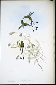 Peruaanse Racketstaart door John (after) Gould