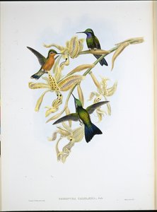 Purperkeelkolibrie (Oreopyra Calolaema)