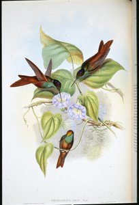 Regenboog (Diphogena Iris) door John (after) Gould