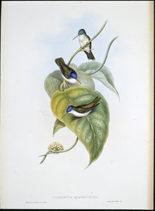 Roodbek-azuurkroon (Cyanomyia Quadricolor) door John (after) Gould