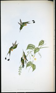 Roodlaars Racketstaart door John (after) Gould