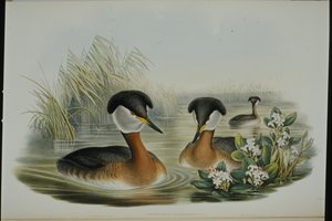 Roodhalsfuut (Podiceps Rubricollis)
