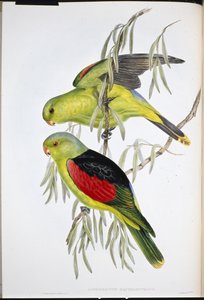 Roodvleugel lori door John (after) Gould