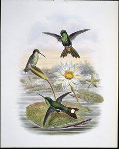 Roodgeventileerde Witte Tip door John (after) Gould