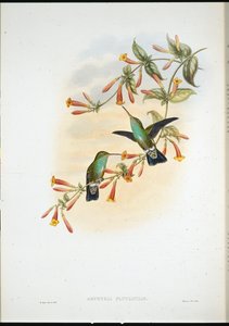 Rivier Smaragd door John (after) Gould