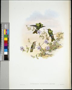 Roraima Coquette door John (after) Gould